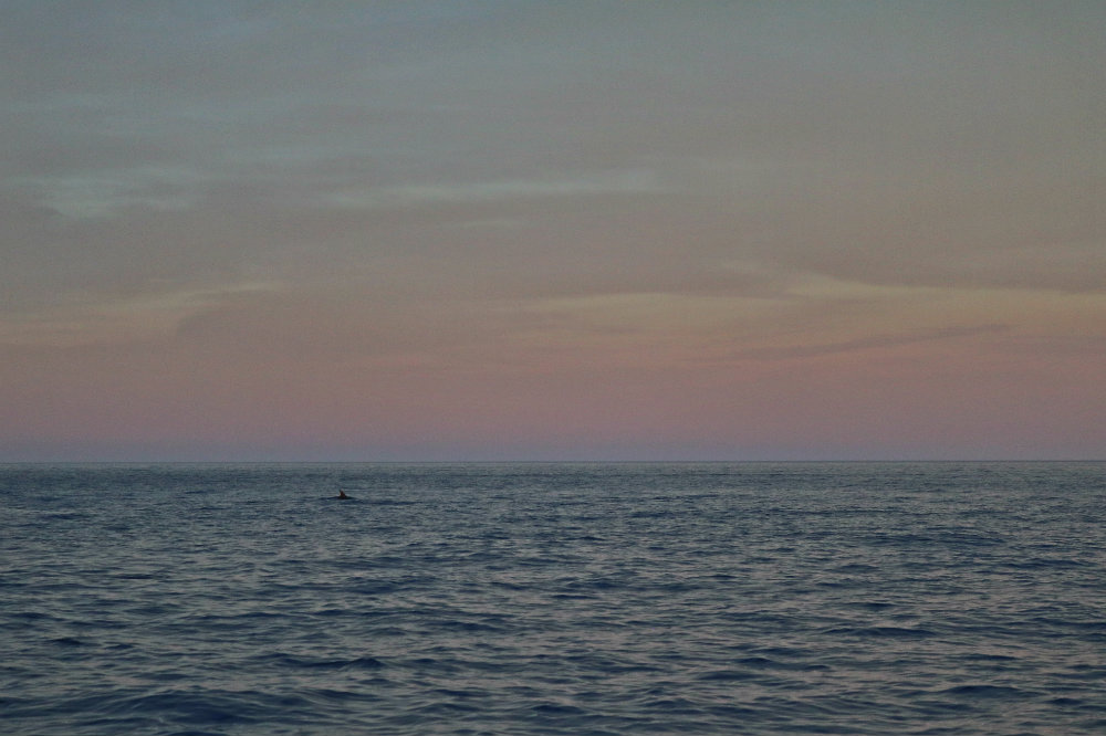 I delfini all'orizzonte
